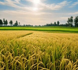 Agricultural